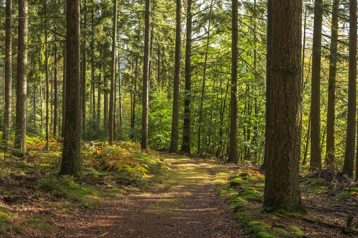 Kraina historii, natury i niezwykłych zjawisk. To Wągrowiec